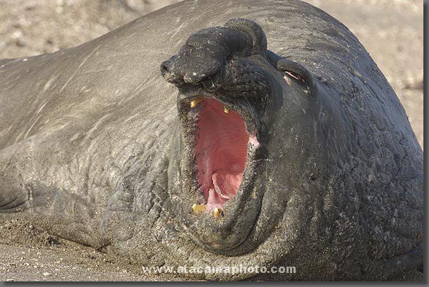 desert-animals25.jpg, 118 KB